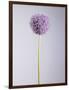 Persian onion-null-Framed Photographic Print