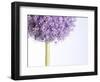 Persian onion-null-Framed Photographic Print