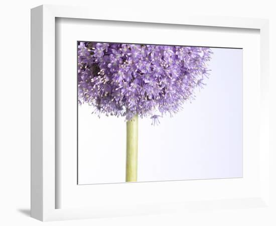 Persian onion-null-Framed Photographic Print