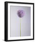 Persian onion-null-Framed Photographic Print