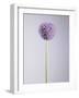 Persian onion-null-Framed Photographic Print