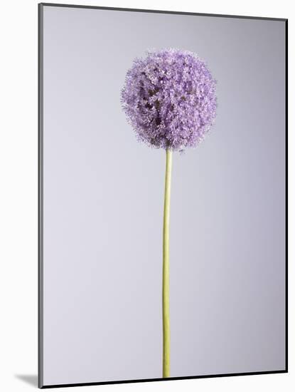 Persian onion-null-Mounted Photographic Print