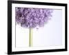 Persian onion-null-Framed Photographic Print