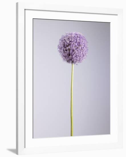 Persian onion-null-Framed Photographic Print