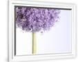 Gramercy White