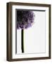 Persian onions-null-Framed Photographic Print