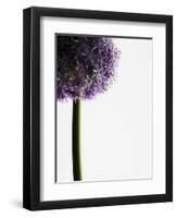 Persian onions-null-Framed Photographic Print