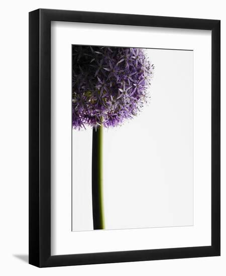 Persian onions-null-Framed Photographic Print