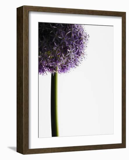 Persian onions-null-Framed Photographic Print