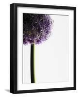 Persian onions-null-Framed Photographic Print