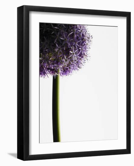 Persian onions-null-Framed Photographic Print