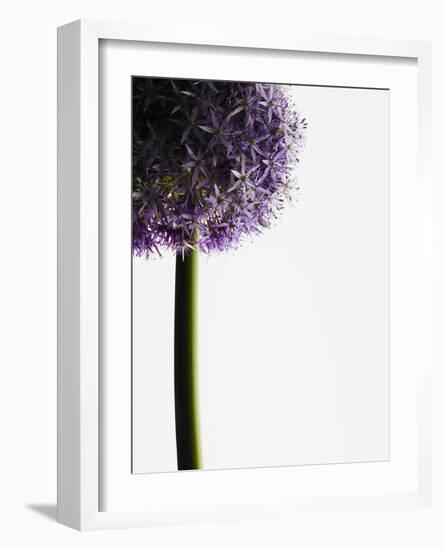 Persian onions-null-Framed Photographic Print