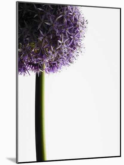 Persian onions-null-Mounted Photographic Print