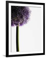 Persian onions-null-Framed Photographic Print