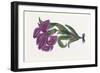 Persian Ornament-null-Framed Giclee Print