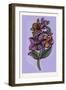 Persian Ornament-null-Framed Giclee Print