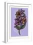 Persian Ornament-null-Framed Giclee Print