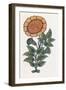 Persian Ornament-null-Framed Giclee Print