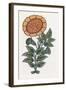 Persian Ornament-null-Framed Giclee Print