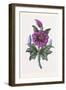 Persian Ornament-null-Framed Giclee Print