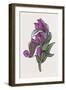 Persian Ornament-null-Framed Giclee Print