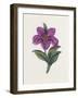 Persian Ornament-null-Framed Giclee Print