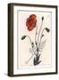 Persian Poppy Variete - Engraved by S.Watts, from an Illustration by Sarah Anne Drake (1803-1857),-Sydenham Teast Edwards-Framed Giclee Print