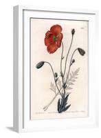 Persian Poppy Variete - Engraved by S.Watts, from an Illustration by Sarah Anne Drake (1803-1857),-Sydenham Teast Edwards-Framed Giclee Print