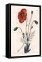 Persian Poppy Variete - Engraved by S.Watts, from an Illustration by Sarah Anne Drake (1803-1857),-Sydenham Teast Edwards-Framed Stretched Canvas