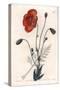 Persian Poppy Variete - Engraved by S.Watts, from an Illustration by Sarah Anne Drake (1803-1857),-Sydenham Teast Edwards-Stretched Canvas