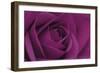 Persian Purple Rose-John Harper-Framed Art Print