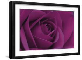 Persian Purple Rose-John Harper-Framed Art Print