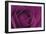 Persian Purple Rose-John Harper-Framed Art Print