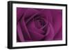 Persian Purple Rose-John Harper-Framed Art Print