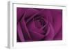 Persian Purple Rose-John Harper-Framed Art Print