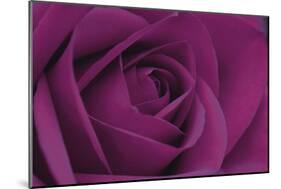 Persian Purple Rose-John Harper-Mounted Art Print