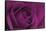Persian Purple Rose-John Harper-Framed Stretched Canvas