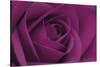 Persian Purple Rose-John Harper-Stretched Canvas