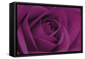 Persian Purple Rose-John Harper-Framed Stretched Canvas