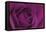 Persian Purple Rose-John Harper-Framed Stretched Canvas