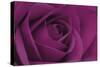 Persian Purple Rose-John Harper-Stretched Canvas