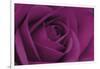 Persian Purple Rose-John Harper-Framed Art Print