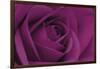 Persian Purple Rose-John Harper-Framed Art Print