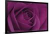 Persian Purple Rose-John Harper-Framed Art Print