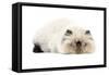 Persian Seal Point Kitten-null-Framed Stretched Canvas
