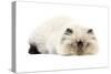 Persian Seal Point Kitten-null-Stretched Canvas