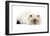 Persian Seal Point Kitten-null-Framed Photographic Print