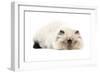 Persian Seal Point Kitten-null-Framed Photographic Print