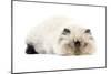 Persian Seal Point Kitten-null-Mounted Photographic Print
