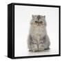 Persian Tortoiseshell Cameo Kitten-null-Framed Stretched Canvas